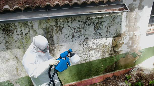 Mold Removal service in Smoketown